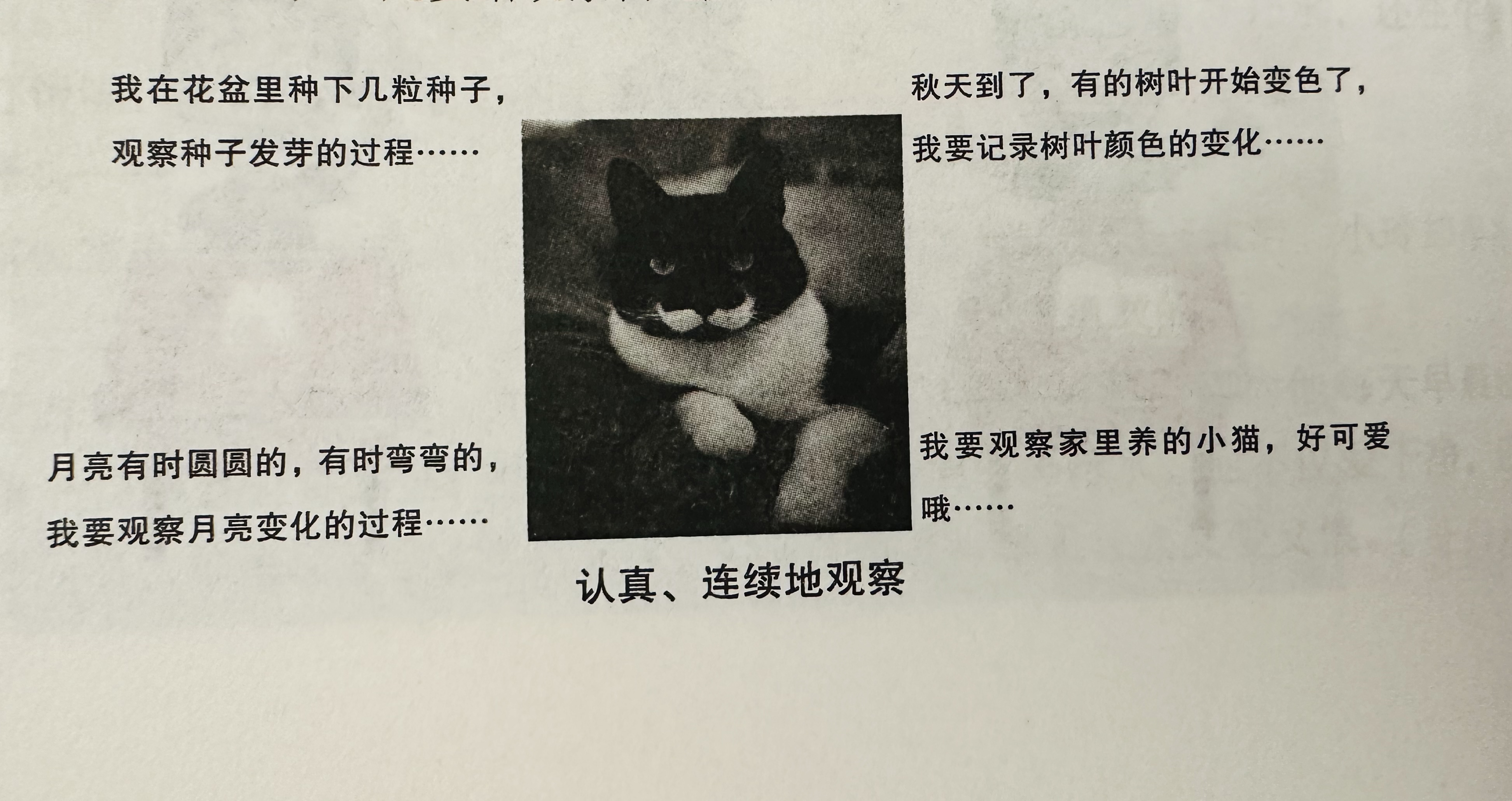 四年级观察日记